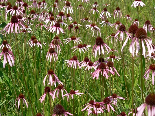 {Echinacea simulata}